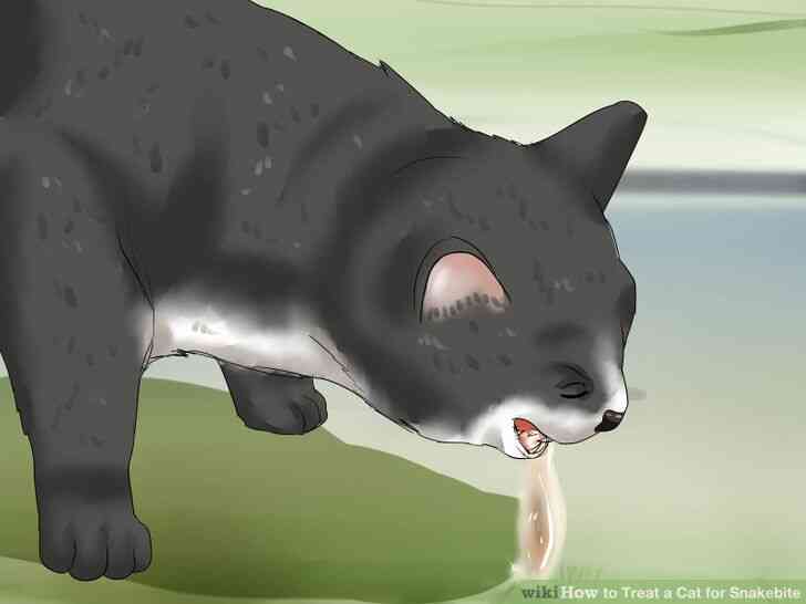Image intitulée Traiter un Chat pour les Morsures de l